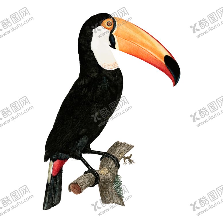 编号：23040010180105082394【酷图网】源文件下载-手绘鸟类插图