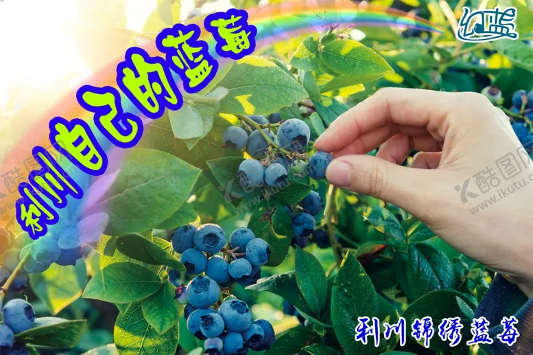 编号：94127206270630294465【酷图网】源文件下载-蓝莓