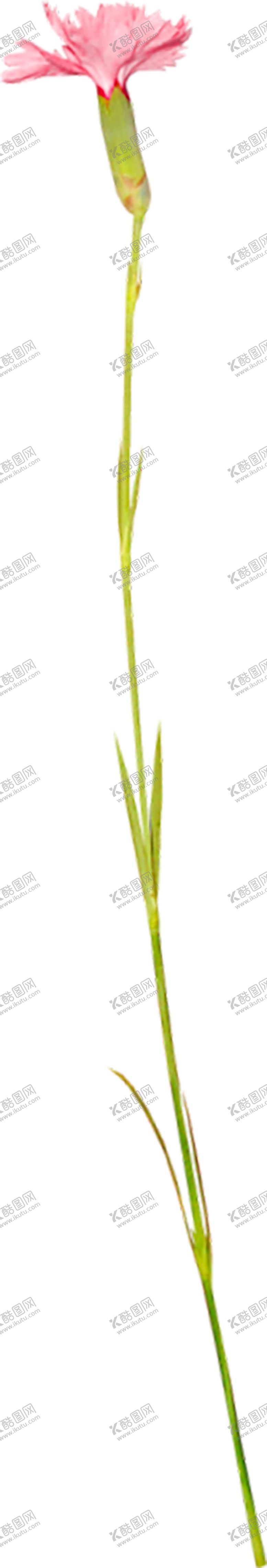 编号：31158209221931447118【酷图网】源文件下载-鲜花素材