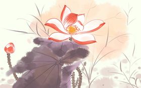 荷花插画