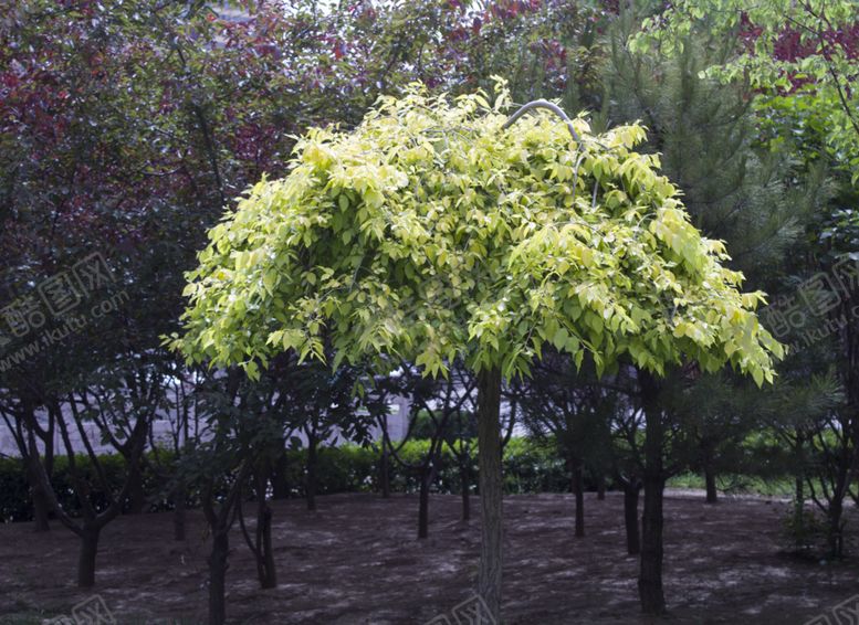 编号：38462609250926034776【酷图网】源文件下载-中华金叶榆