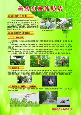 防治美国白蛾展板PSD分层