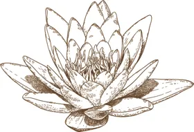 花卉素描