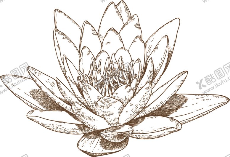 编号：67666810161528378371【酷图网】源文件下载-花卉素描