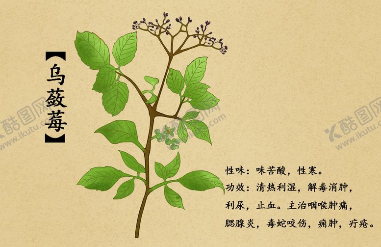 编号：35492610071234029810【酷图网】源文件下载-乌蔹莓