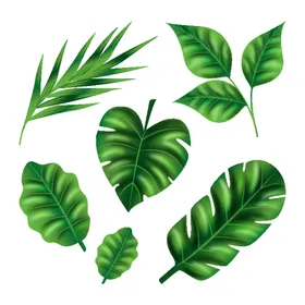 叶子手绘片插图