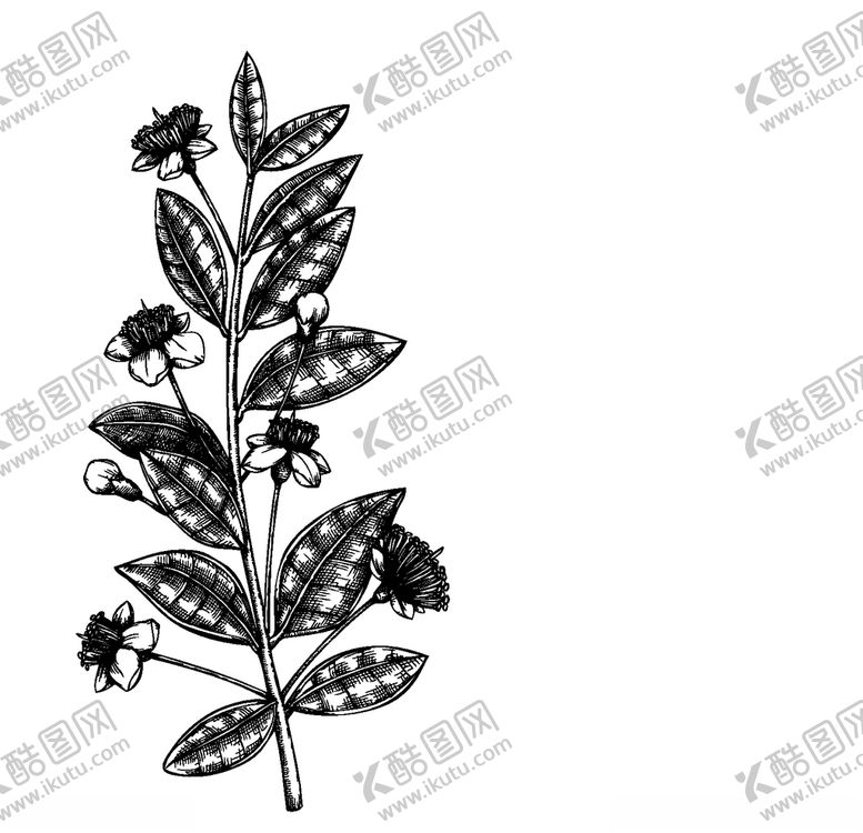编号：17988510211430401827【酷图网】源文件下载-手绘植物