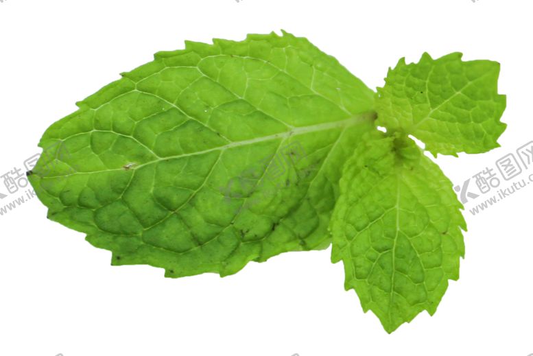 编号：56609805100819358186【酷图网】源文件下载-薄荷植物元素