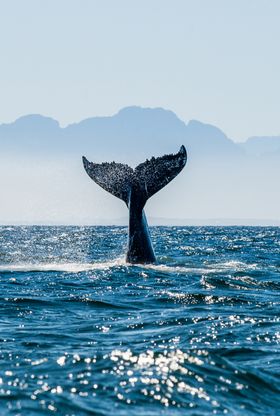 海上栈道装饰画