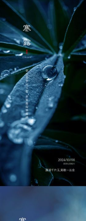 白露雨水寒露霜降小寒大寒