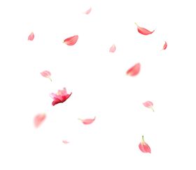手中的花瓣情人节