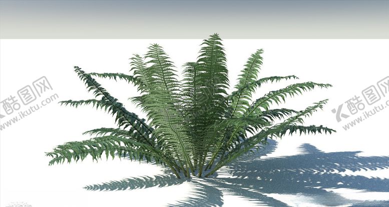 编号：97301203221352556108【酷图网】源文件下载-C4D模型桫椤