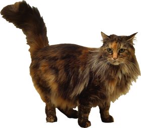 可爱动物小猫咪