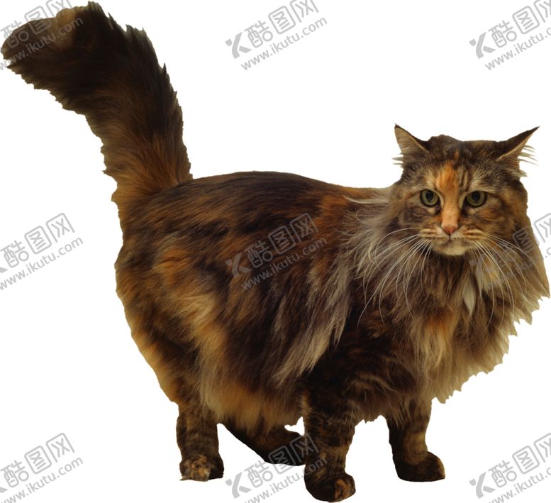 编号：99582009192115351295【酷图网】源文件下载-可爱动物小猫咪