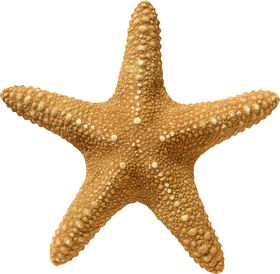 海洋生物海星