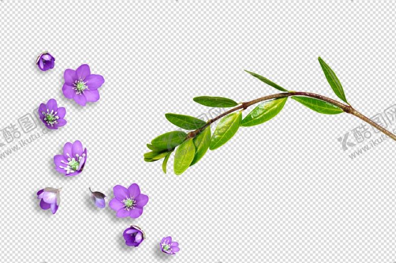 编号：37241409171351032623【酷图网】源文件下载-鲜花花朵枝叶