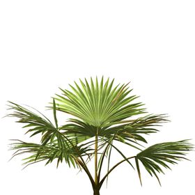 芭蕉叶树叶植物绿植装饰海报素材
