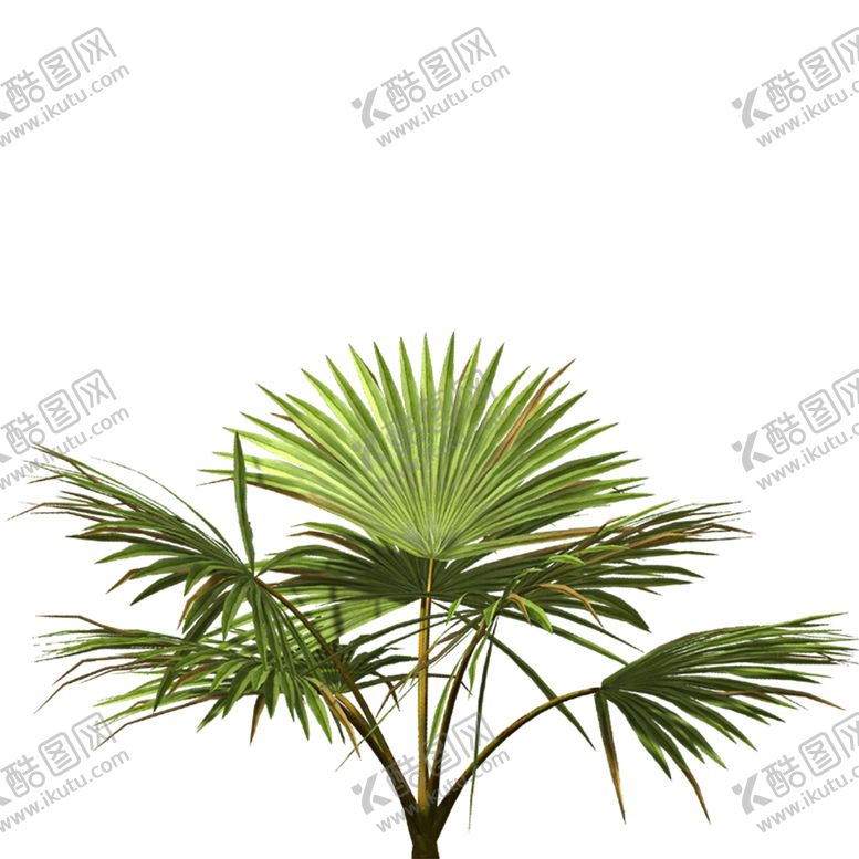 编号：12840910251837556474【酷图网】源文件下载-芭蕉叶树叶植物绿植装饰海报素材