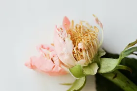 玫瑰爱情花摄影花浪漫