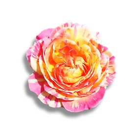月季花莫奈PSD免抠素材