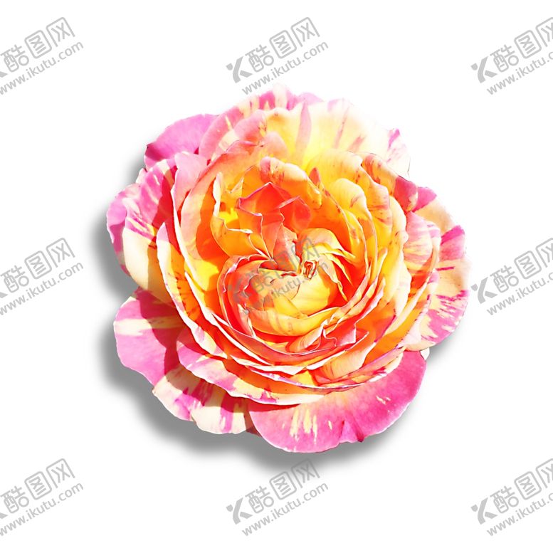 编号：53636405021132448890【酷图网】源文件下载-月季花莫奈PSD免抠素材