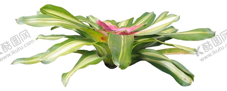 编号：91927909262138257191【酷图网】源文件下载-免扣花卉植物素材