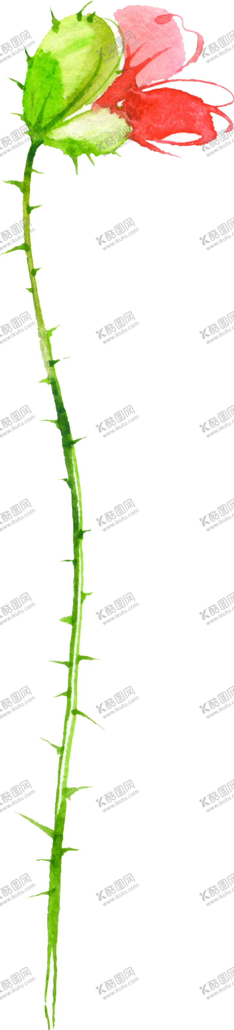 编号：44717806261355527075【酷图网】源文件下载-水彩手绘花卉花朵植物