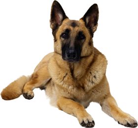 牧羊犬