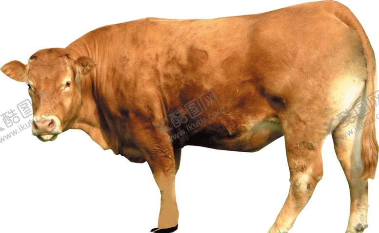 编号：35566809281448062733【酷图网】源文件下载-黄牛