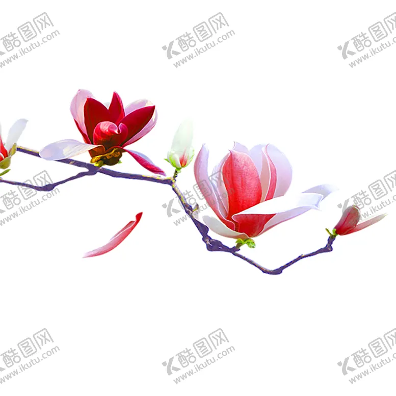 编号：49715607011827291099【酷图网】源文件下载-花素材
