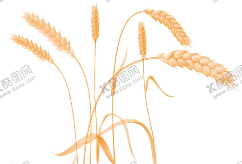 编号：88250510110949144015【酷图网】源文件下载-成熟的麦穗图片