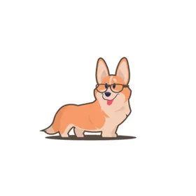 小狗宠物柯基犬犬类动物
