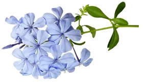 鲜花
