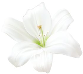 百合
