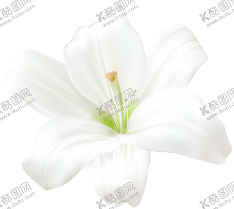 编号：42550305190552119680【酷图网】源文件下载-百合