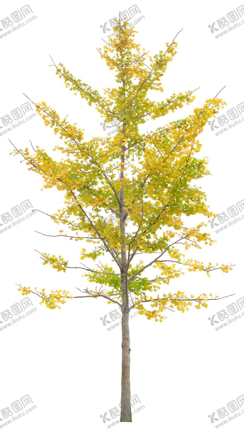 编号：60682207141451269502【酷图网】源文件下载-免扣植物素材图片