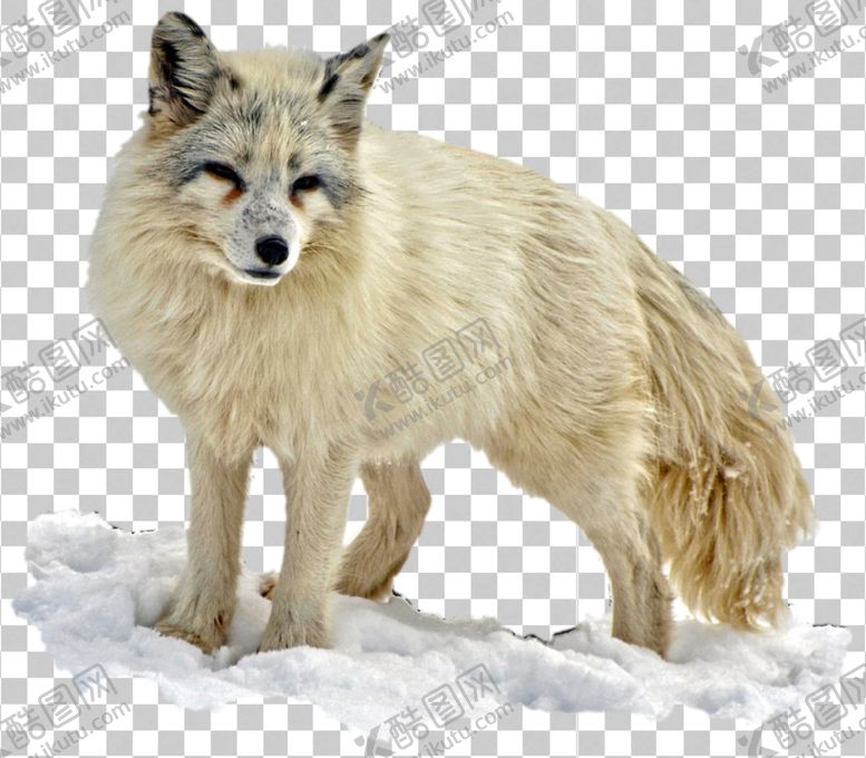 编号：74958909260915064628【酷图网】源文件下载-北极狐