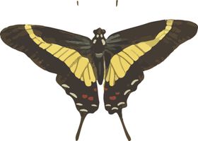 自然昆虫标本插画