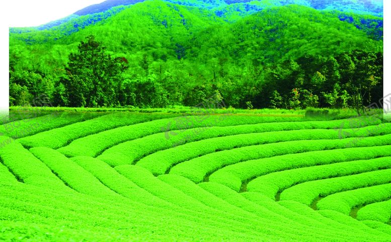 编号：29101509191650398849【酷图网】源文件下载-茶叶