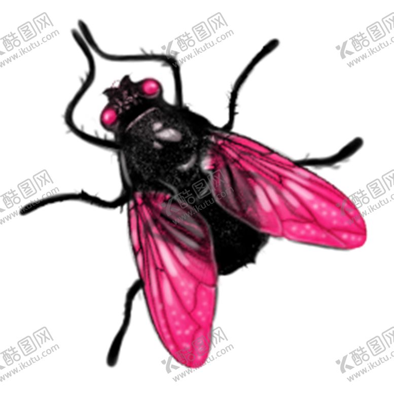 编号：46945405150222392834【酷图网】源文件下载-苍蝇