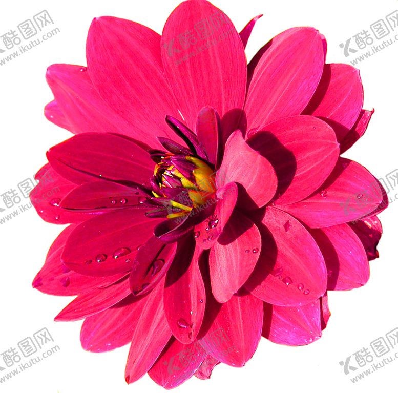 编号：54251910200921165664【酷图网】源文件下载-鲜花装饰