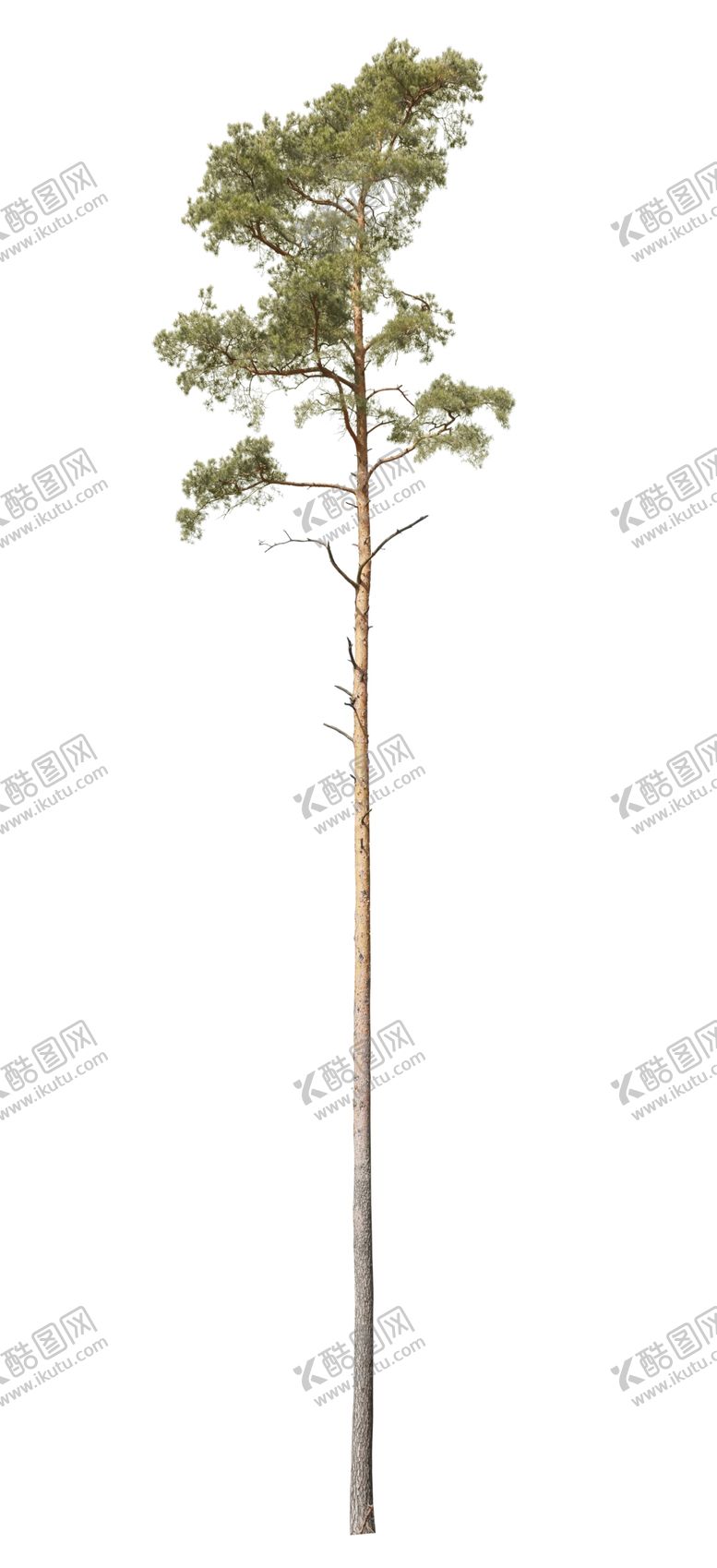 编号：19573209200939177640【酷图网】源文件下载-树