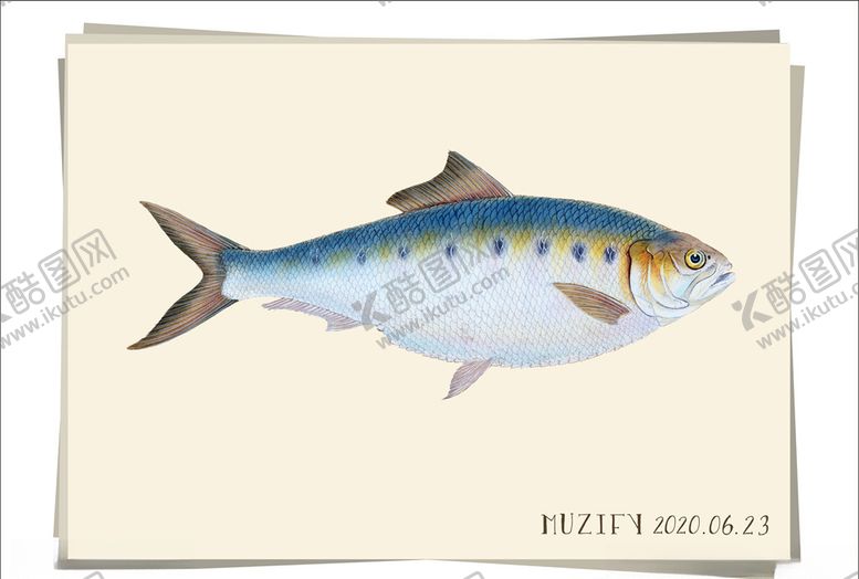 编号：68073409240510186135【酷图网】源文件下载-复古鱼类海洋生物图鉴