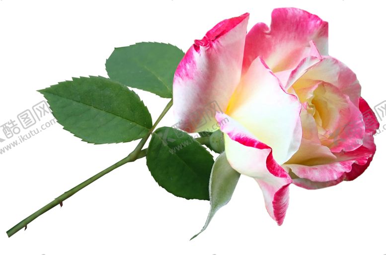 编号：71626110051359031477【酷图网】源文件下载-玫瑰花