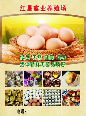 禽业宣传单活珠子
