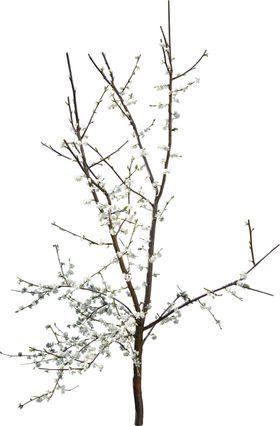 开花的树