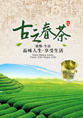 古之春茶