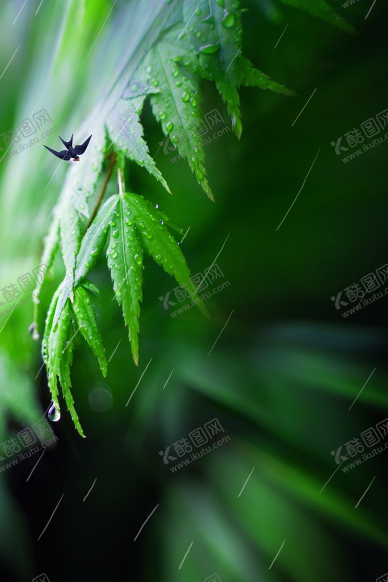 编号：43240410301312209212【酷图网】源文件下载-绿色树叶背景