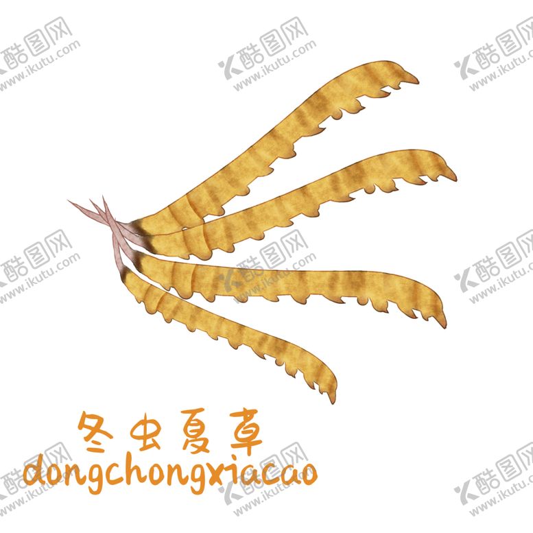 编号：75783004200344137405【酷图网】源文件下载-草本植物药材