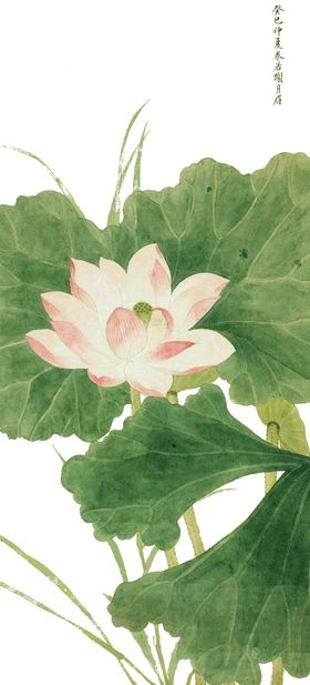 中国风荷叶荷花绘画